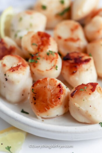 Sous Vide Scallops on a plate garnished with parsley